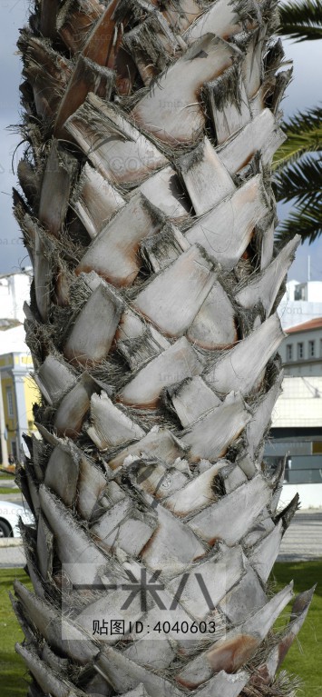 树干-棕榈