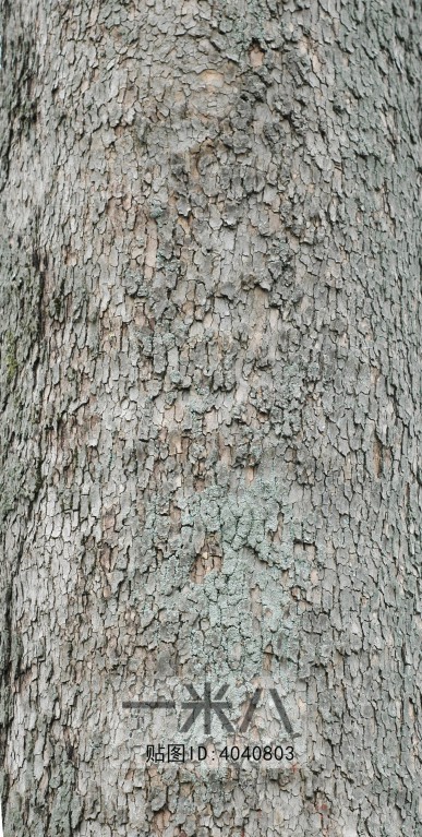 Bark Texture