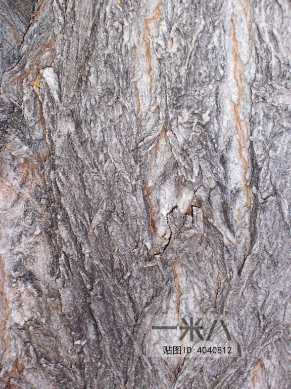 Bark Texture