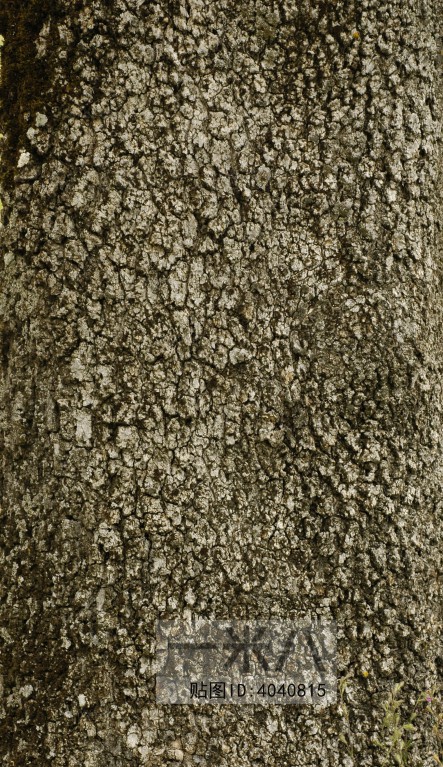 Bark Texture