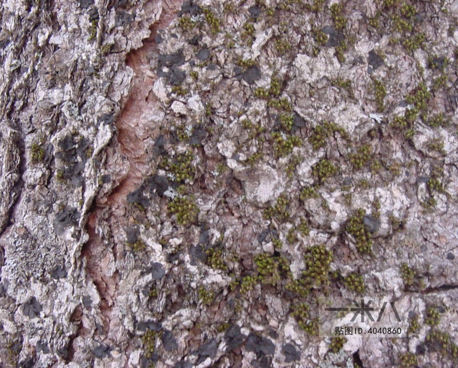 Bark Texture