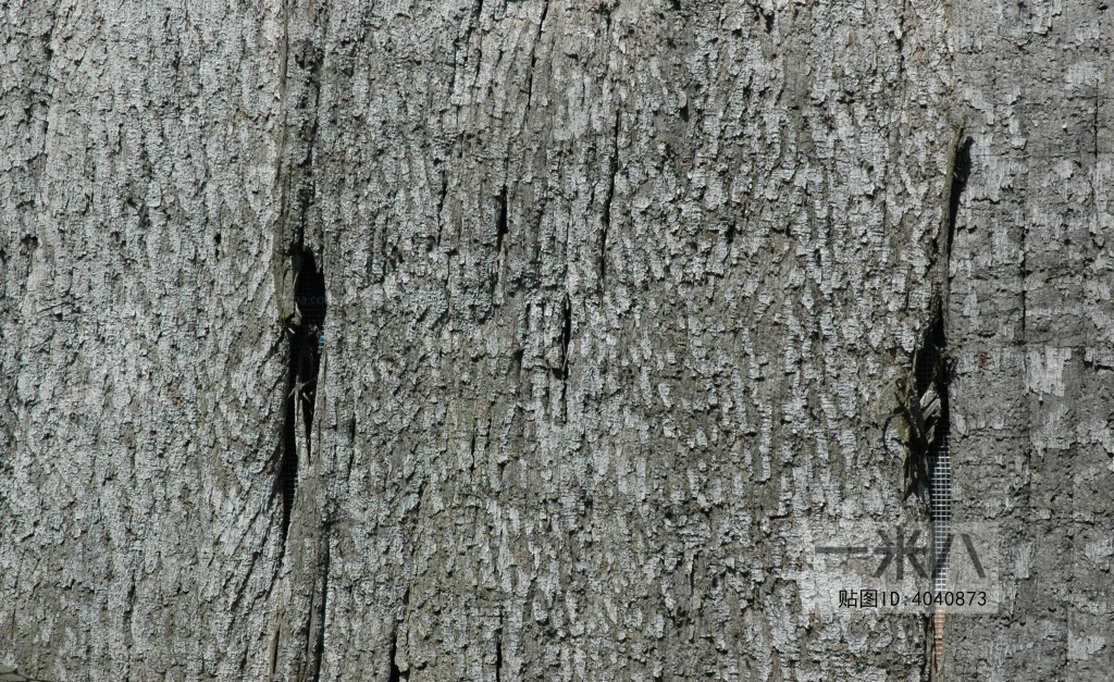 Bark Texture