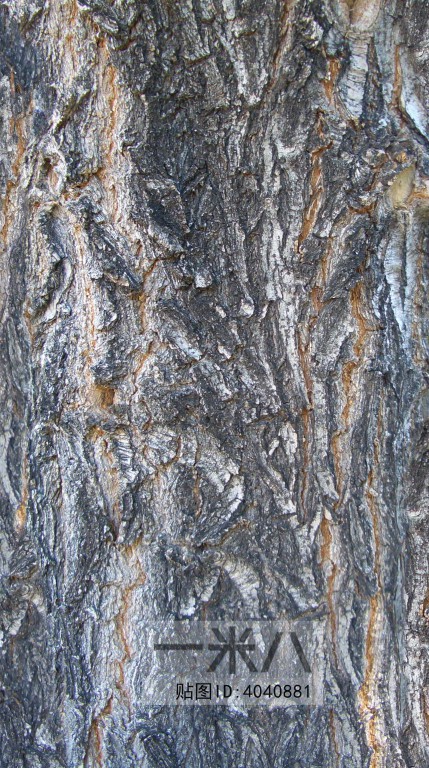 Bark Texture