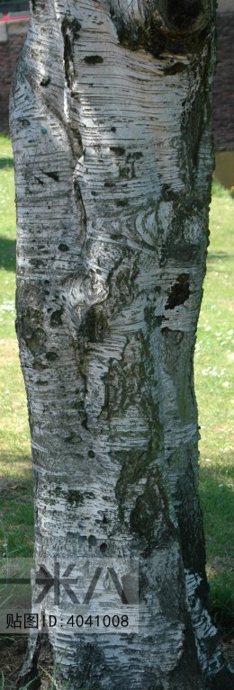 Bark Texture