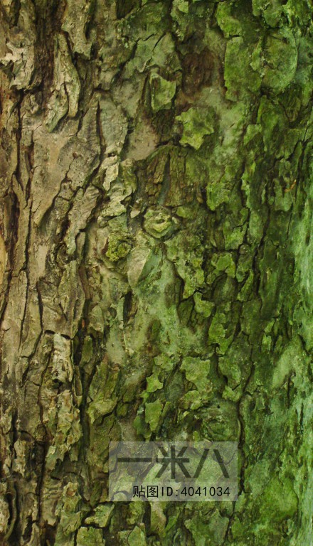 Bark Texture