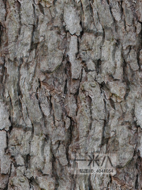 Bark Texture