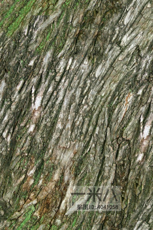 Bark Texture