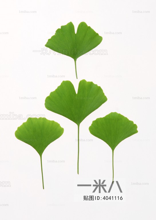 Plant Leaves