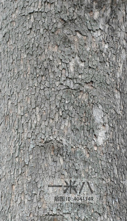 Bark Texture