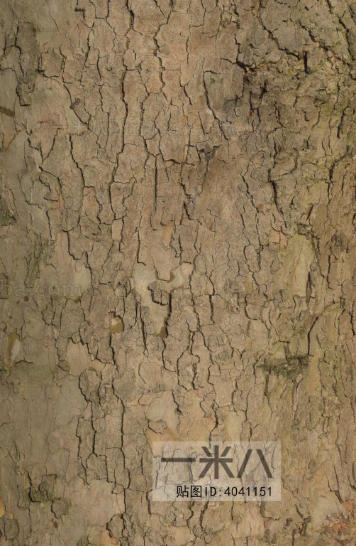 Bark Texture