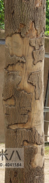 Bark Texture