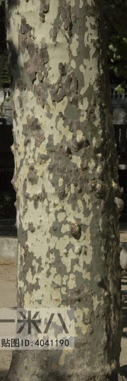 Bark Texture