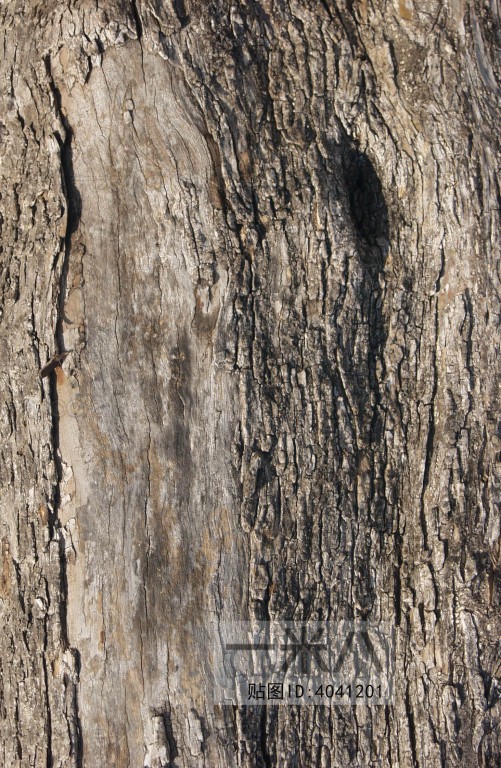 Bark Texture