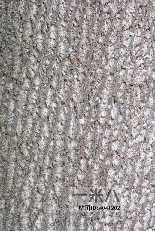 Bark Texture