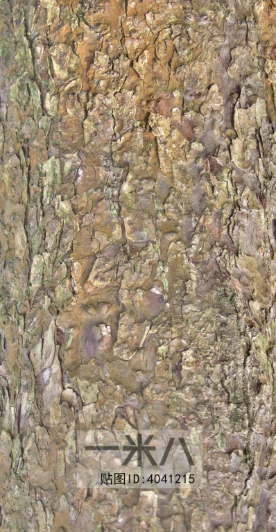 Bark Texture