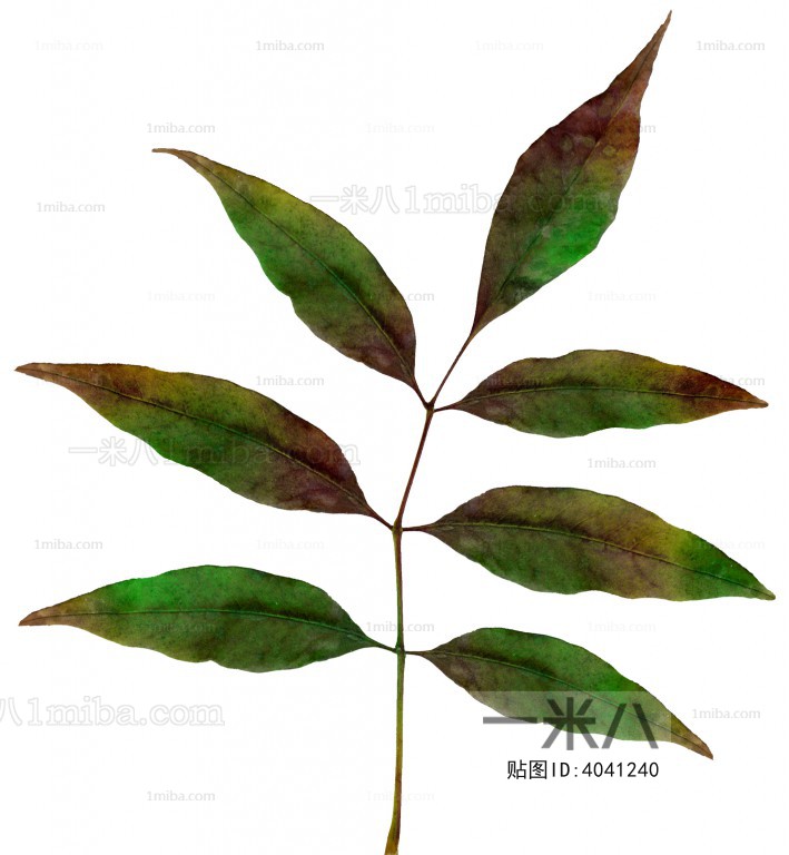 Plant Leaves