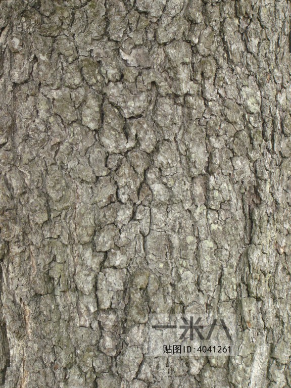 Bark Texture