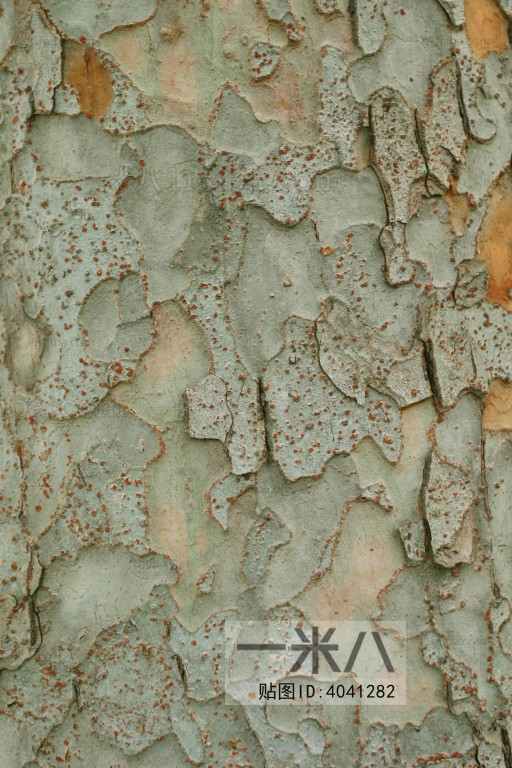 Bark Texture