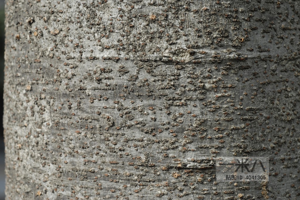 Bark Texture