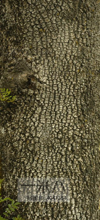 Bark Texture