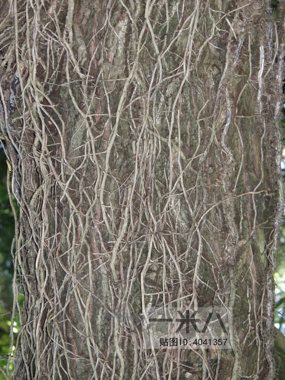 Bark Texture