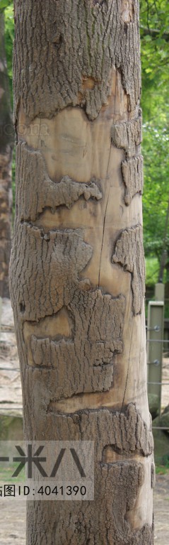 Bark Texture