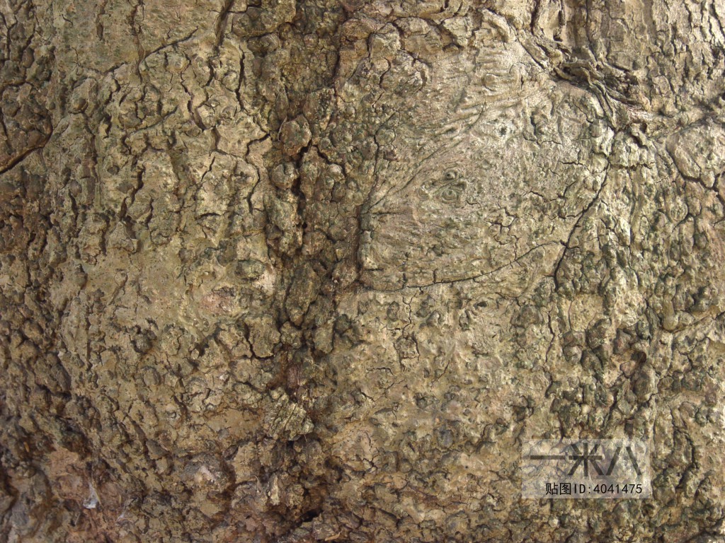 Bark Texture