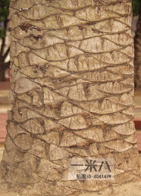 树干-棕榈