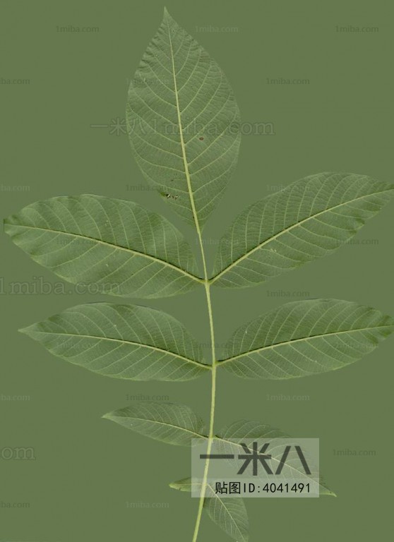 Plant Leaves