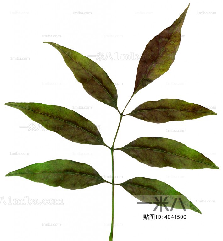 Plant Leaves