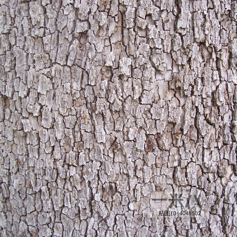 Bark Texture