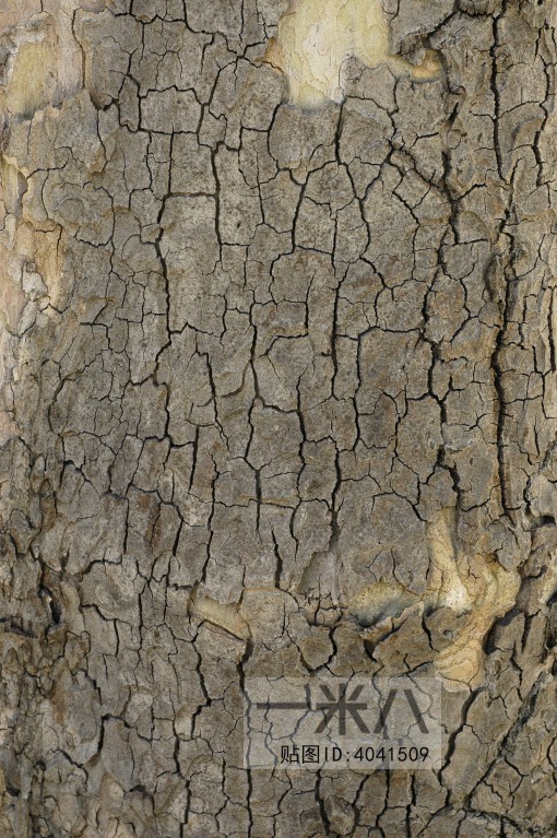 Bark Texture