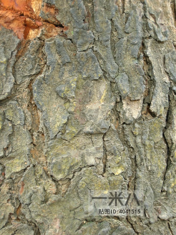 Bark Texture