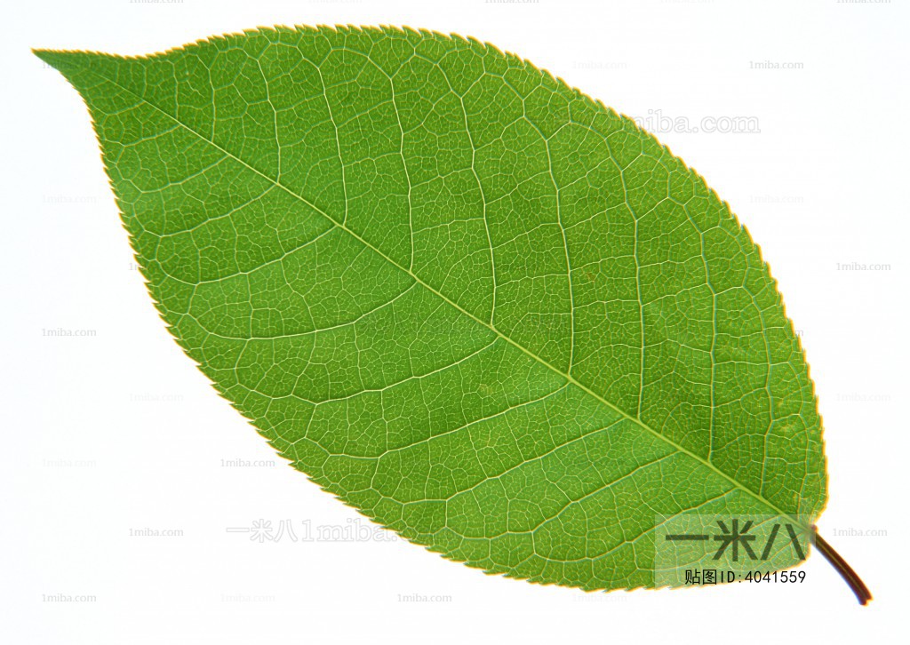 Plant Leaves