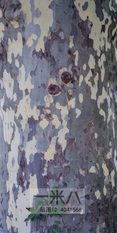 Bark Texture