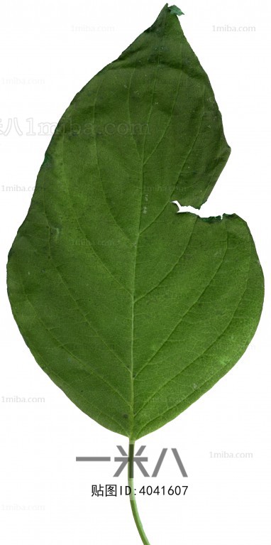 Plant Leaves