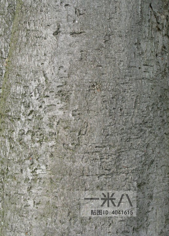 Bark Texture