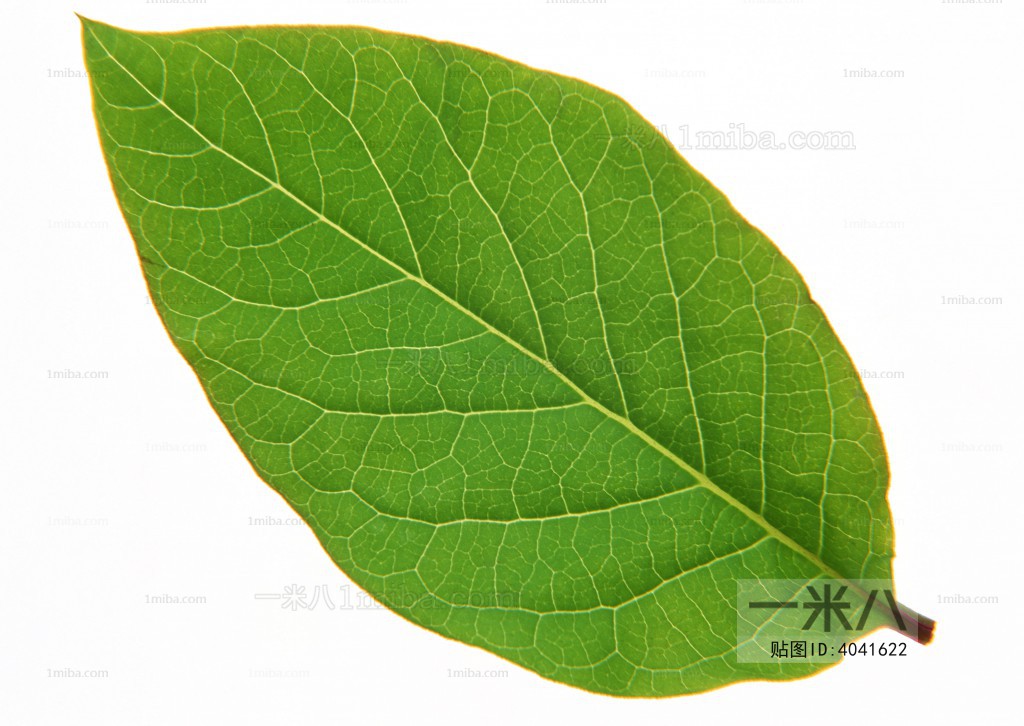 Plant Leaves