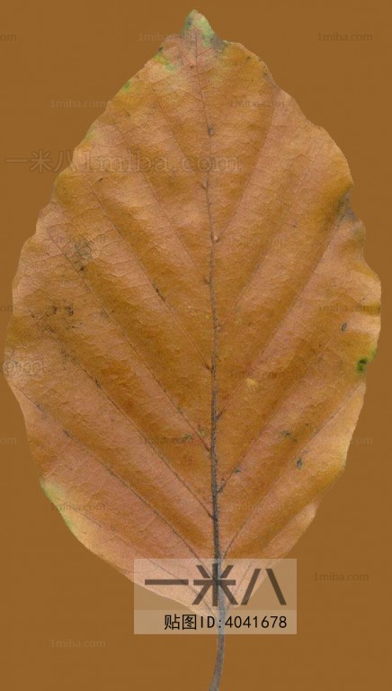 Plant Leaves