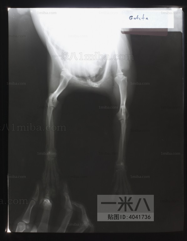 动物X射线