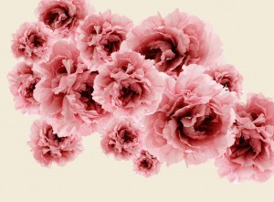 Animal And Plant Pattern Wallpaper