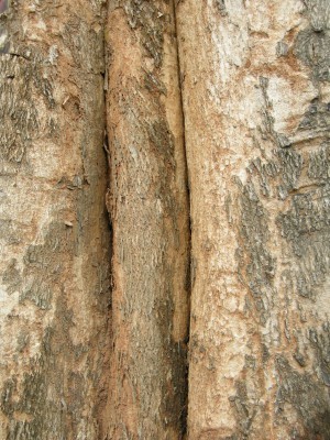 Bark Texture