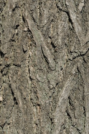 Bark Texture