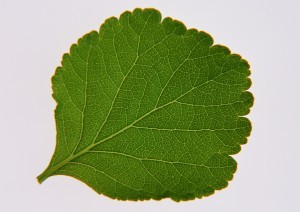 Plant Leaves