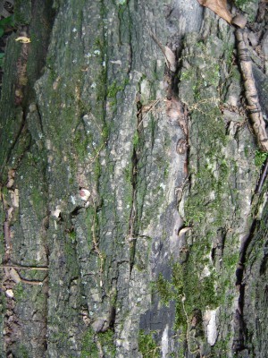 Bark Texture