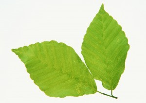 Plant Leaves