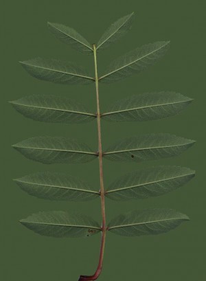 Plant Leaves