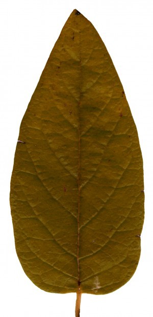 Plant Leaves