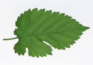 Plant Leaves