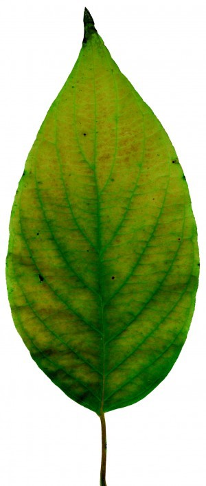 Plant Leaves